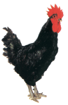 Gallina Broiler Negra